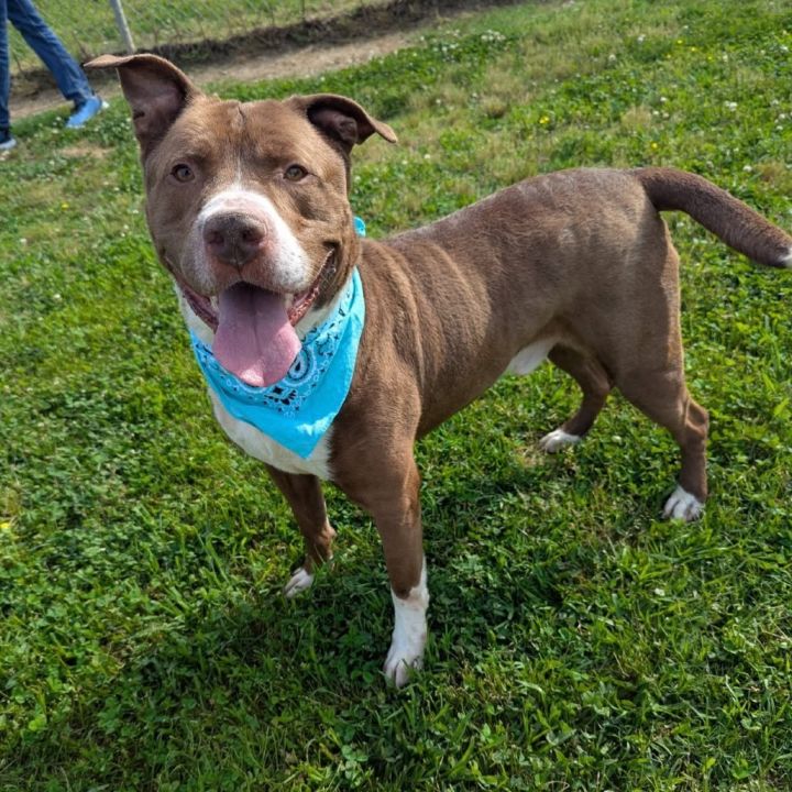 Tyson 1