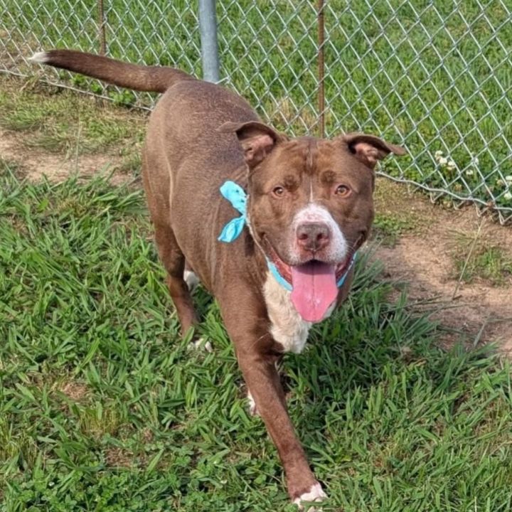 Tyson 3