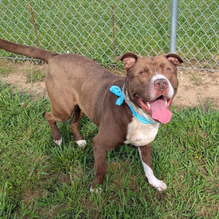 Tyson 4