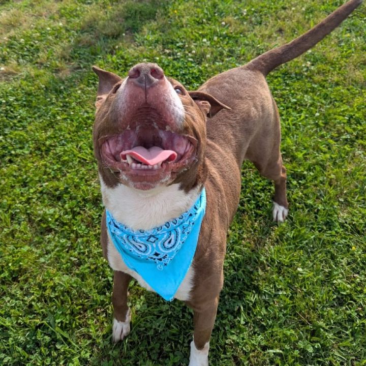 Tyson 6