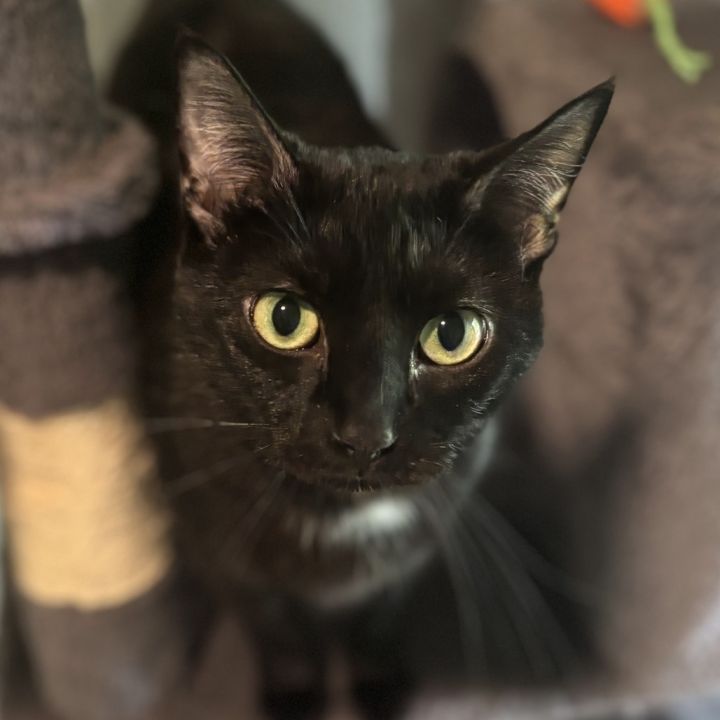 Purr Purr 1