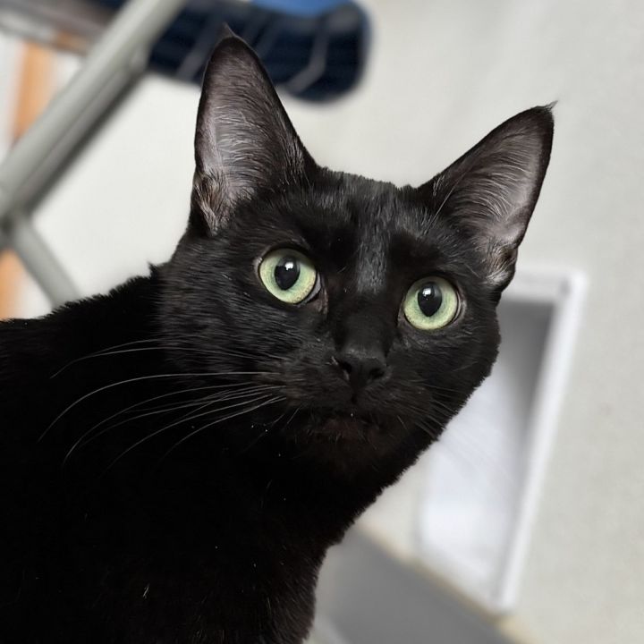 Purr Purr 3