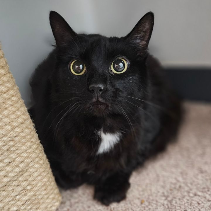 Toothless the Dragon 1