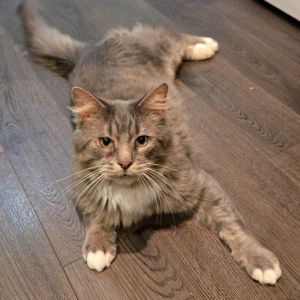Butternut