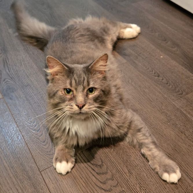 Butternut