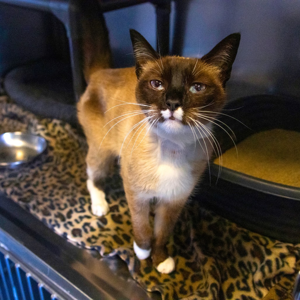 Elliott