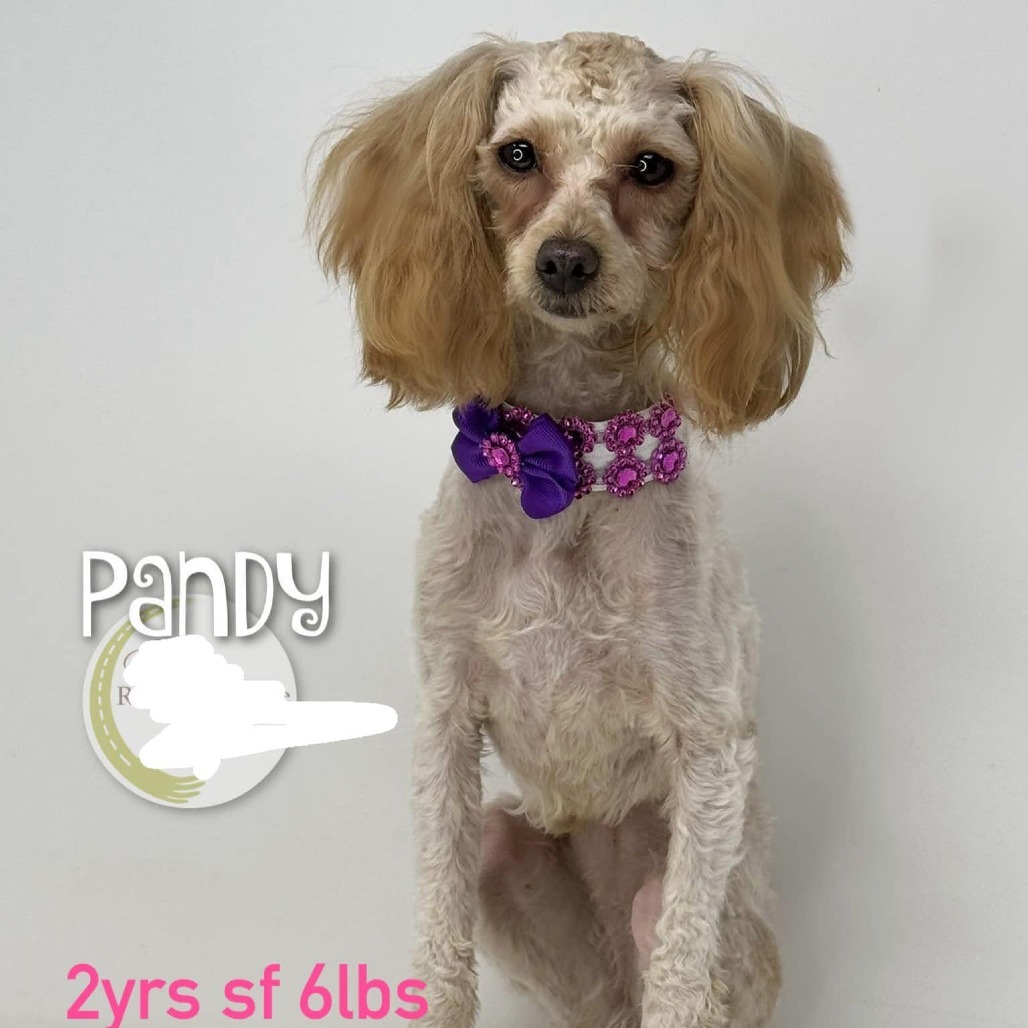 Pandy