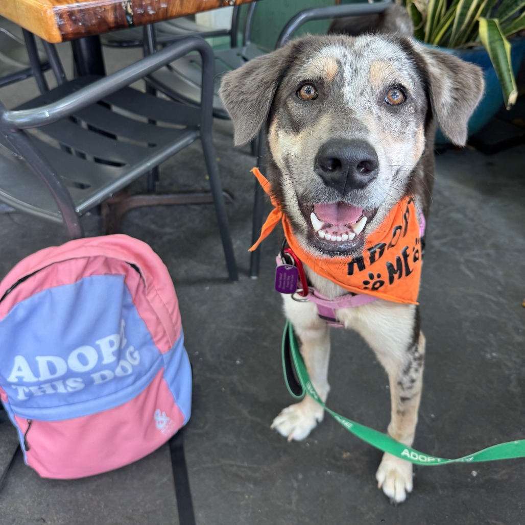 McCartney, an adoptable Mixed Breed in Kailua Kona, HI, 96740 | Photo Image 1