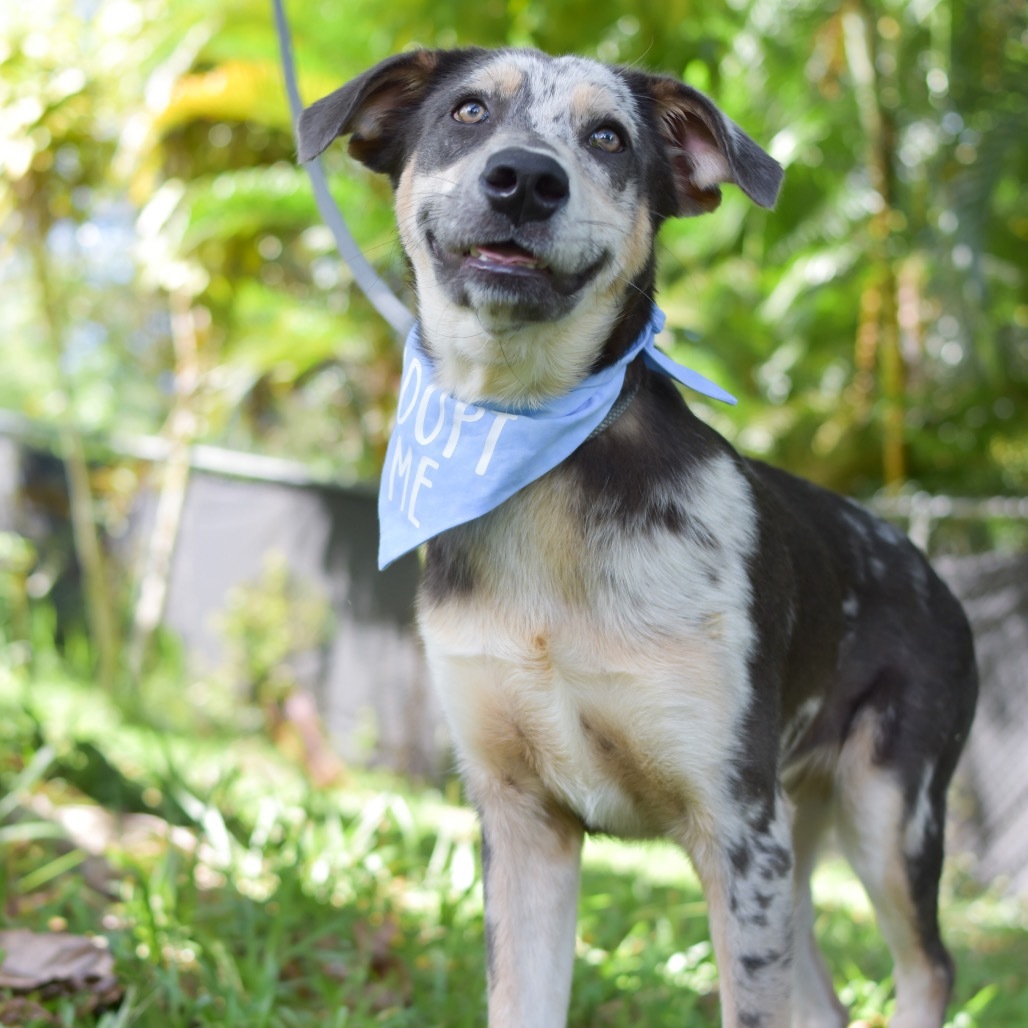 McCartney, an adoptable Mixed Breed in Kailua Kona, HI, 96740 | Photo Image 4