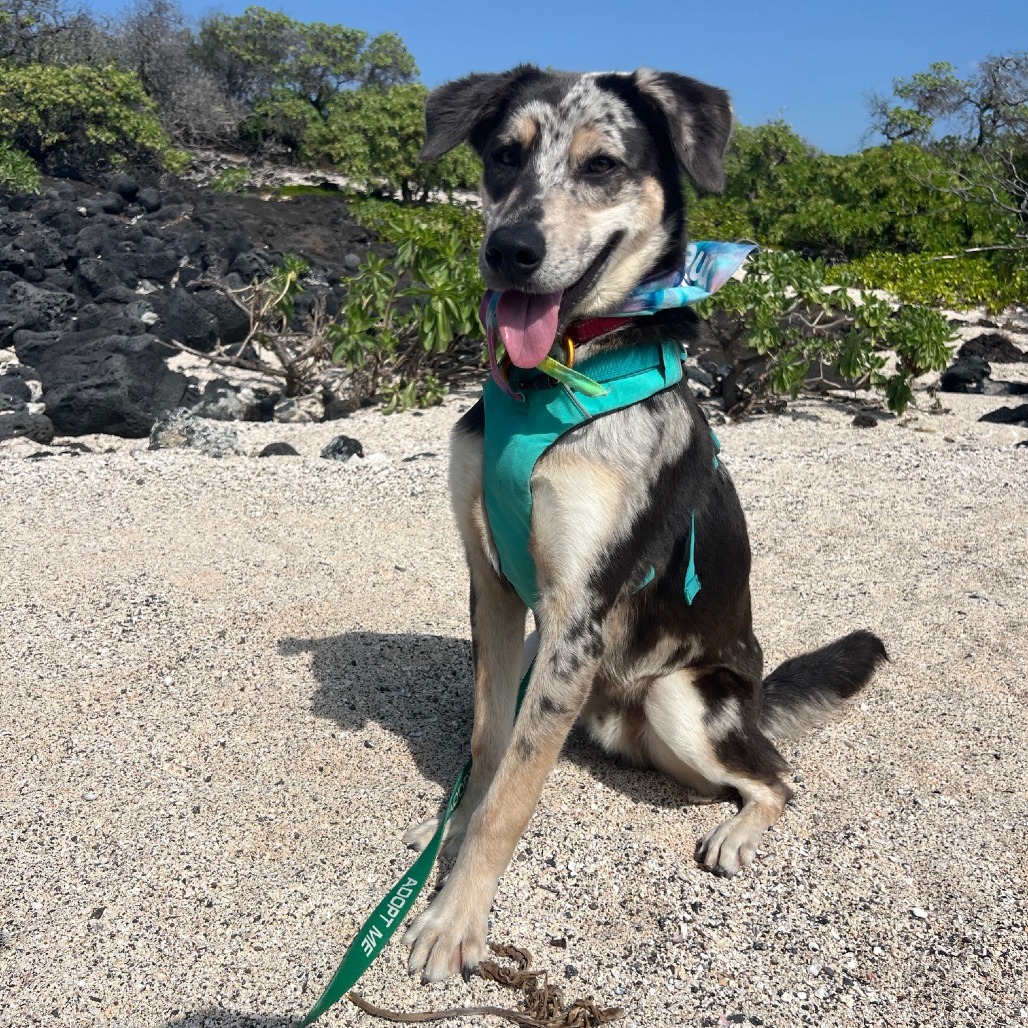 McCartney, an adoptable Mixed Breed in Kailua Kona, HI, 96740 | Photo Image 5
