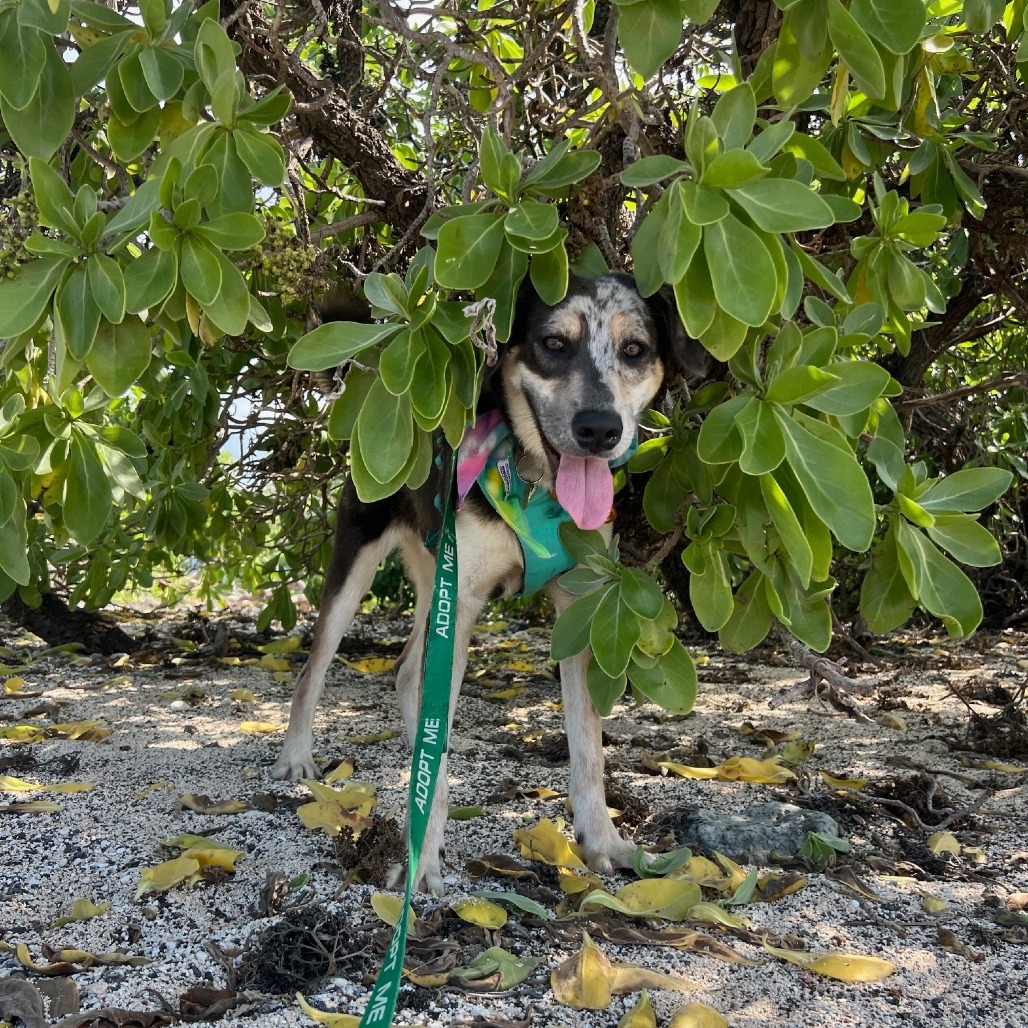 McCartney, an adoptable Mixed Breed in Kailua Kona, HI, 96740 | Photo Image 6