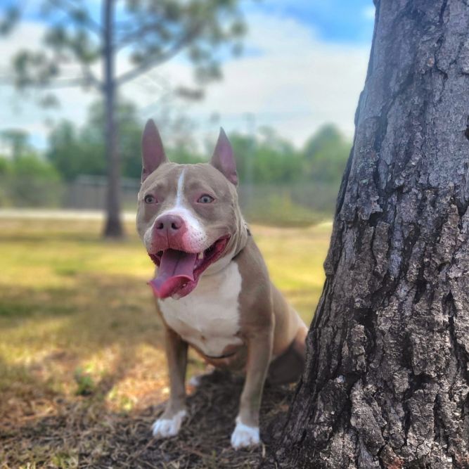 Trixie