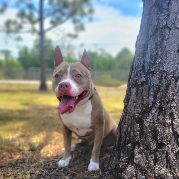 Trixie 1