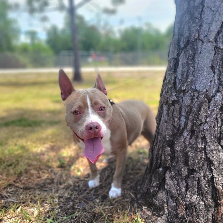 Trixie 3