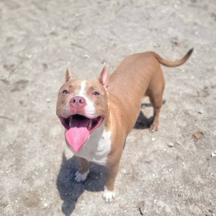 Trixie 4