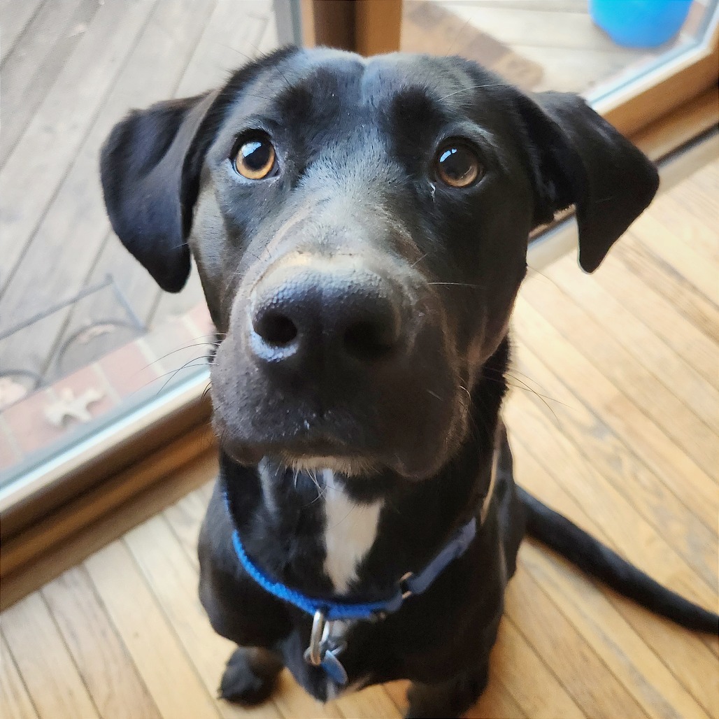 Stella