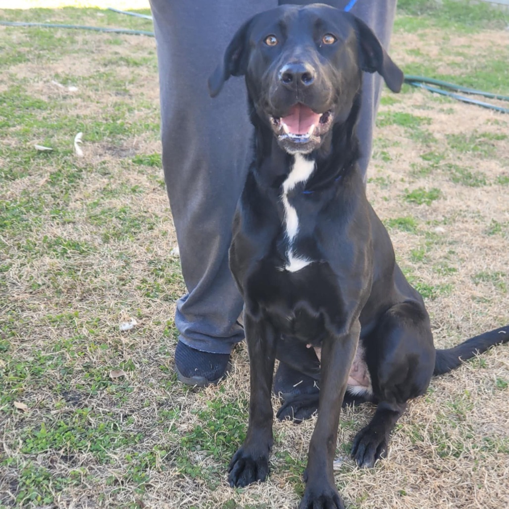 Stella