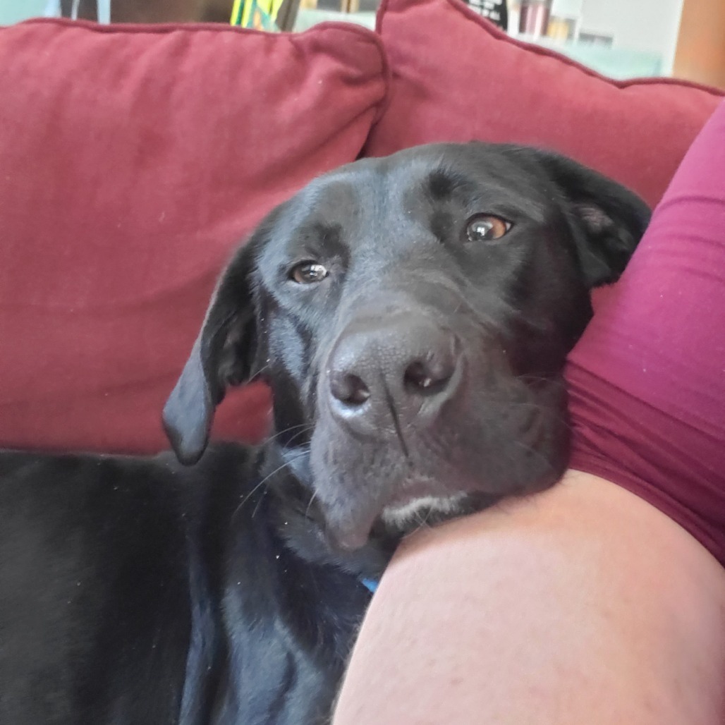 Stella