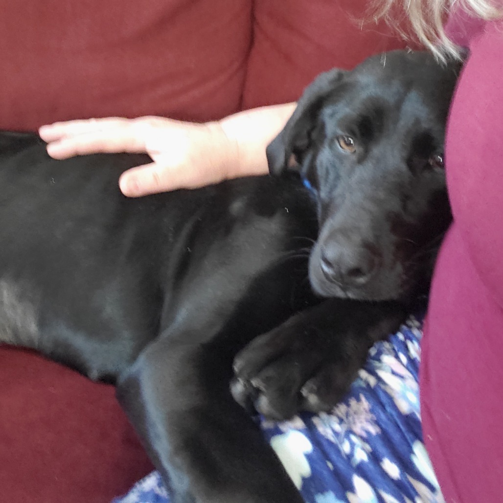 Stella