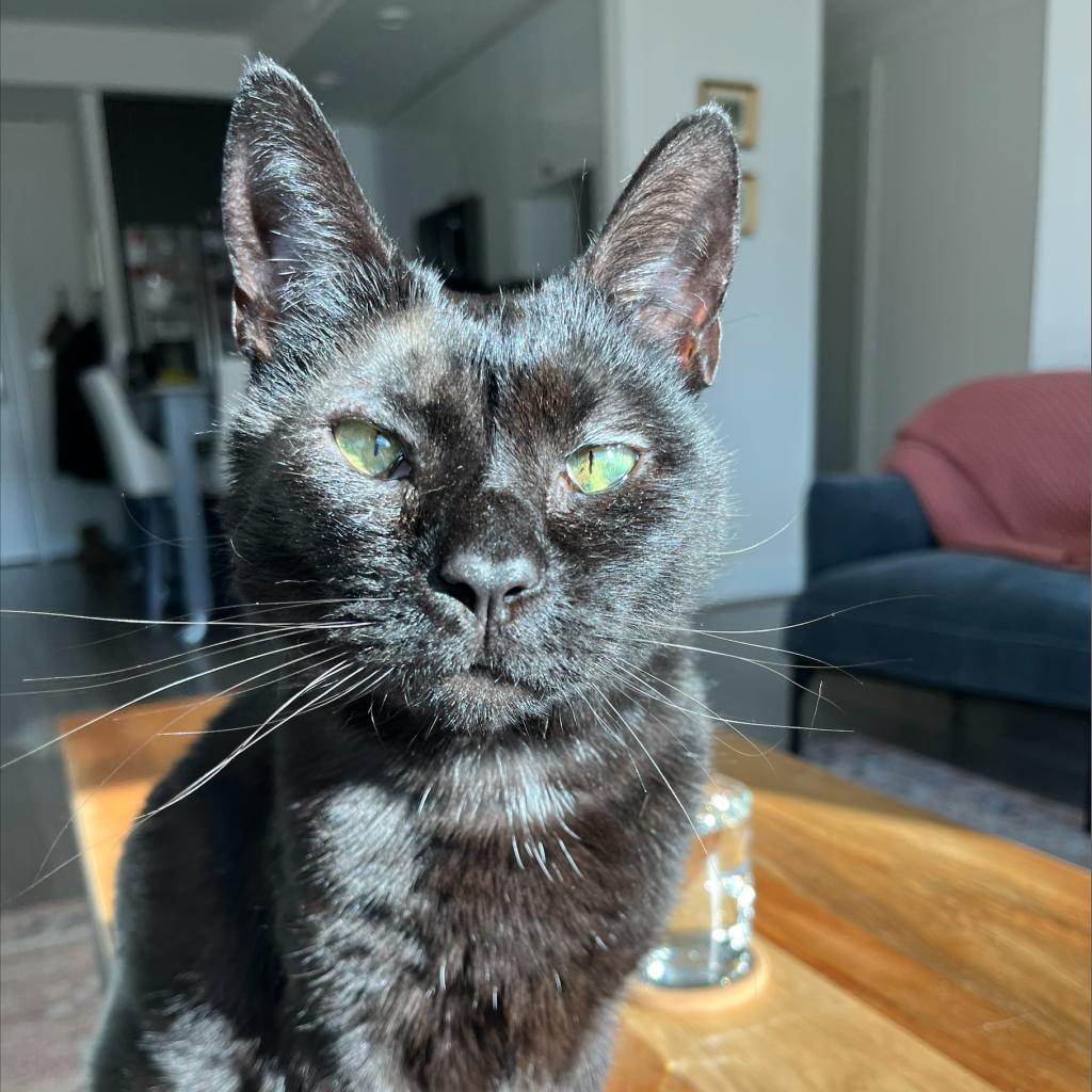 Shadow