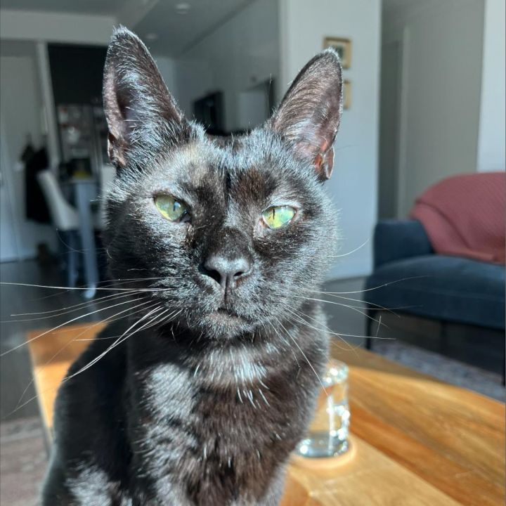 Shadow 2