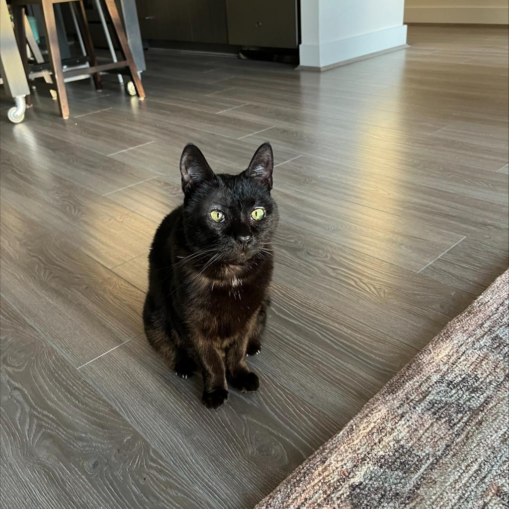 Shadow