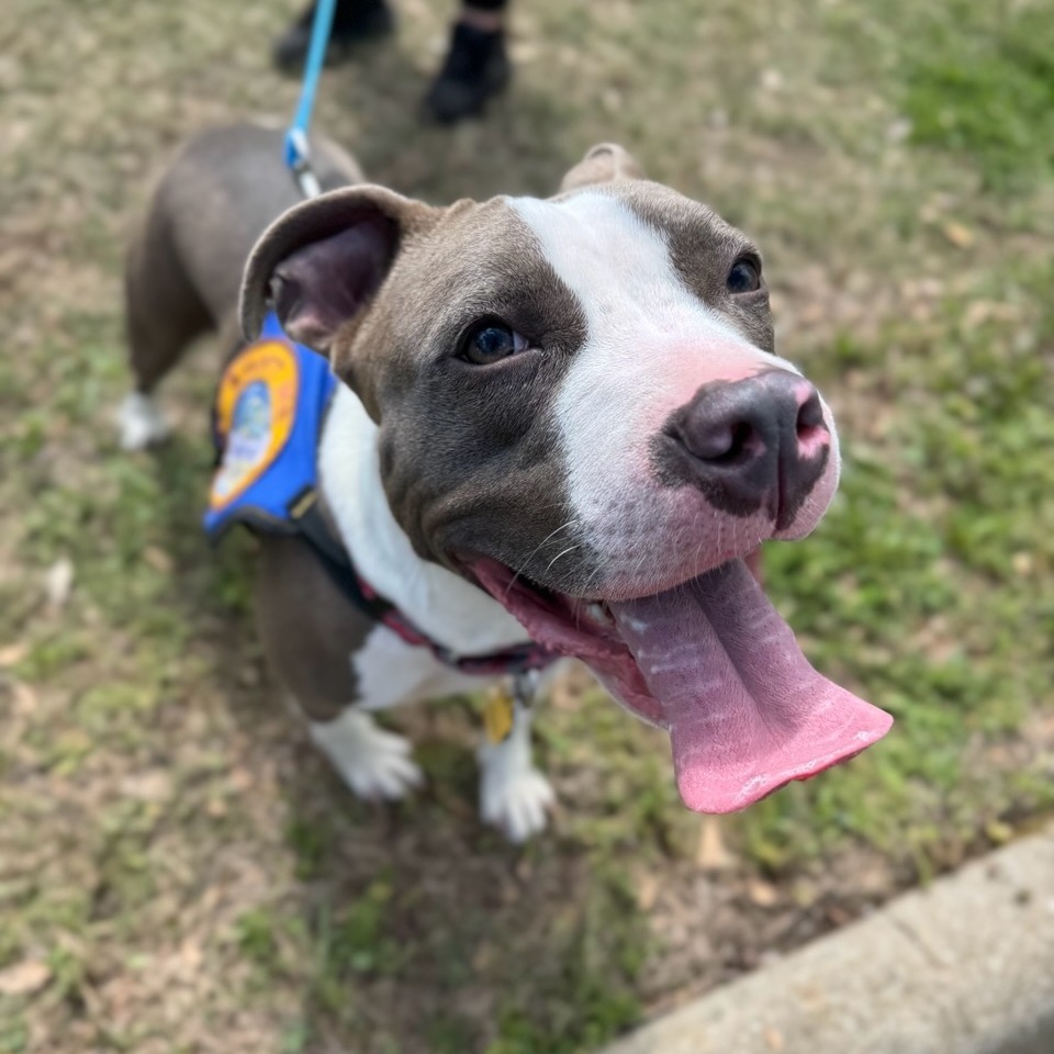 Roxie