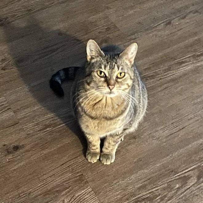 Tabitha