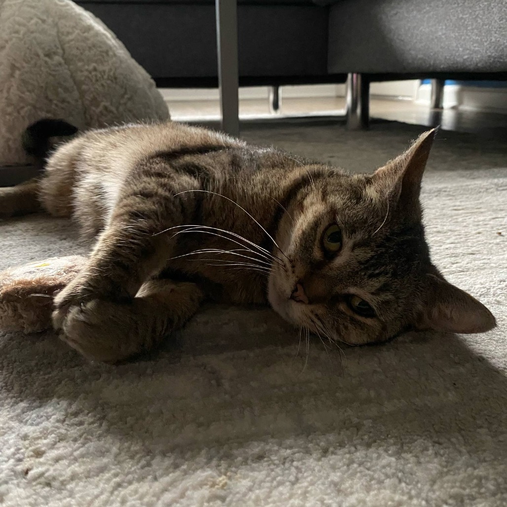 Tabitha