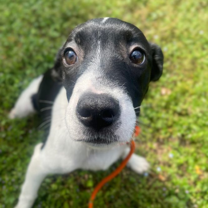 Fiona
