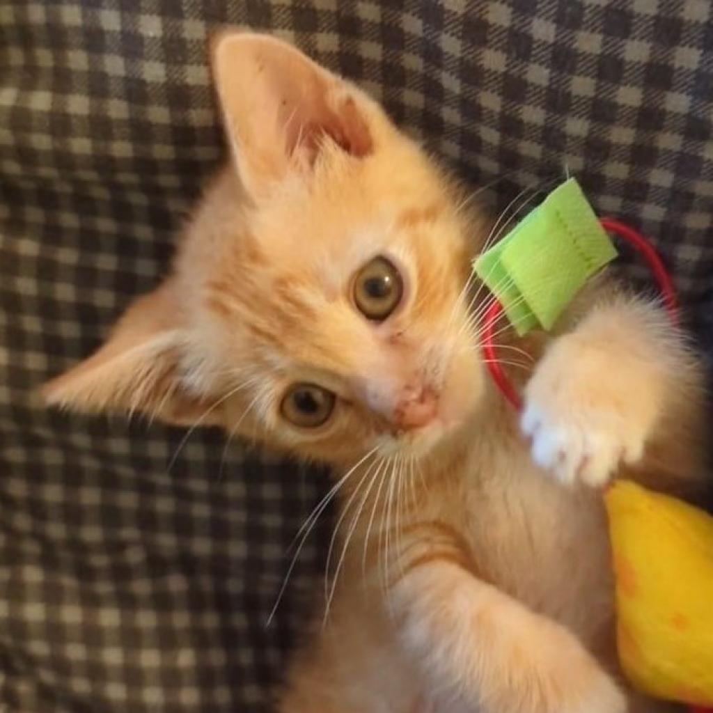 Pickles
