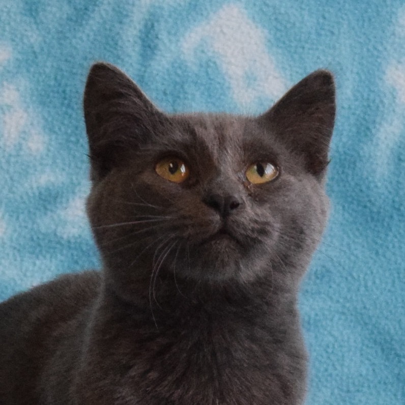 Chai Tea, an adoptable Domestic Short Hair in Eureka, CA, 95503 | Photo Image 1
