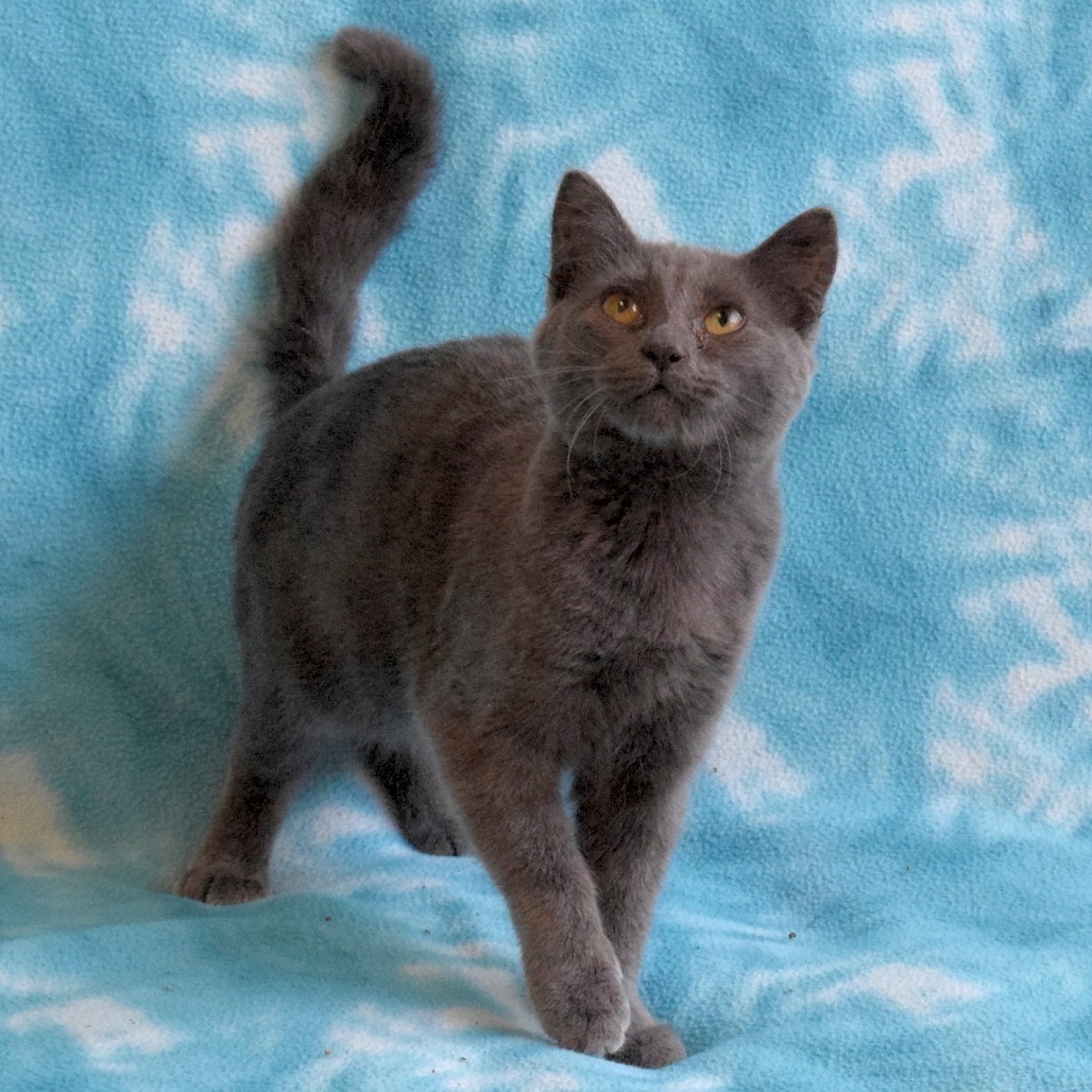 Chai Tea, an adoptable Domestic Short Hair in Eureka, CA, 95503 | Photo Image 2