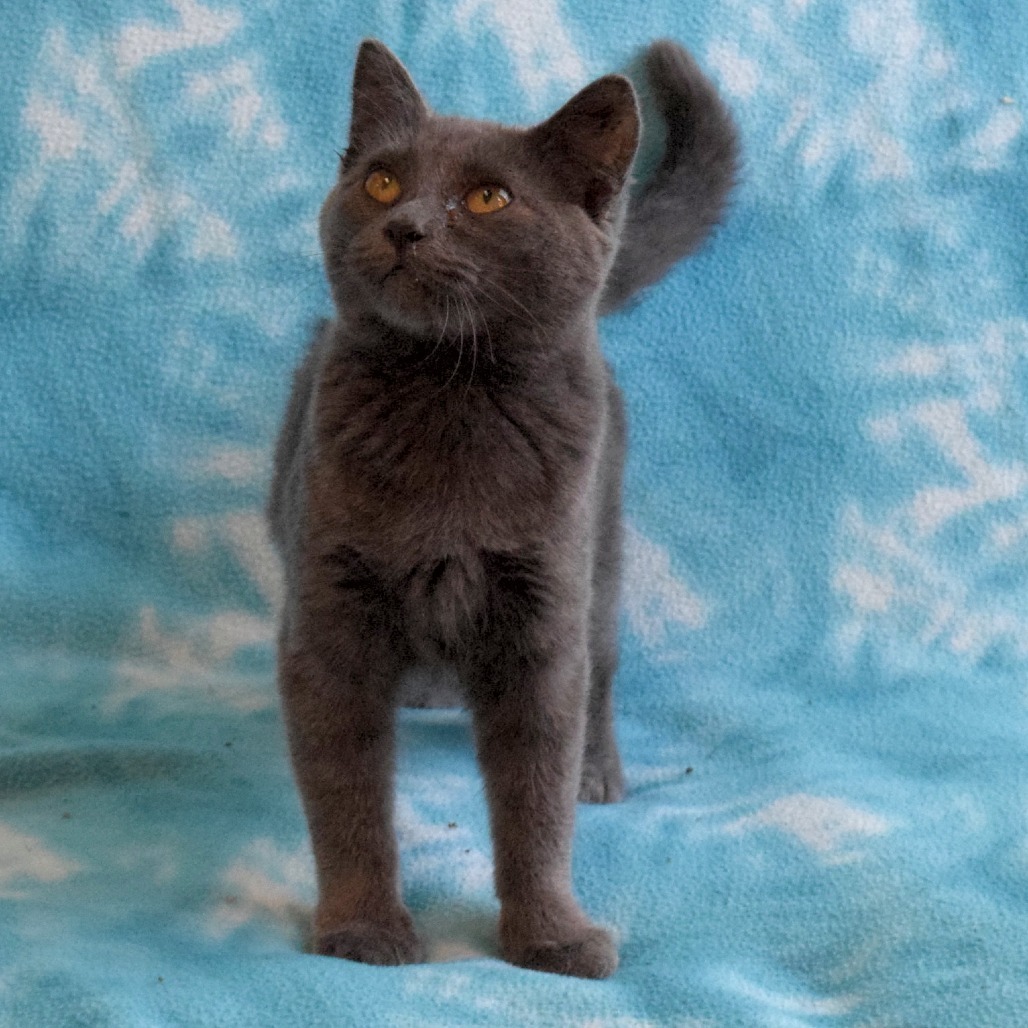 Chai Tea, an adoptable Domestic Short Hair in Eureka, CA, 95503 | Photo Image 3