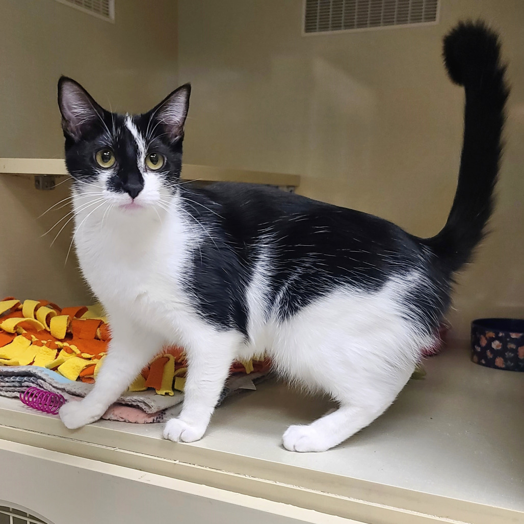 Bubbles, an adoptable Domestic Short Hair in Prescott, AZ, 86304 | Photo Image 1
