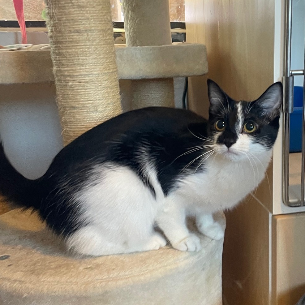 Bubbles, an adoptable Domestic Short Hair in Prescott, AZ, 86304 | Photo Image 4