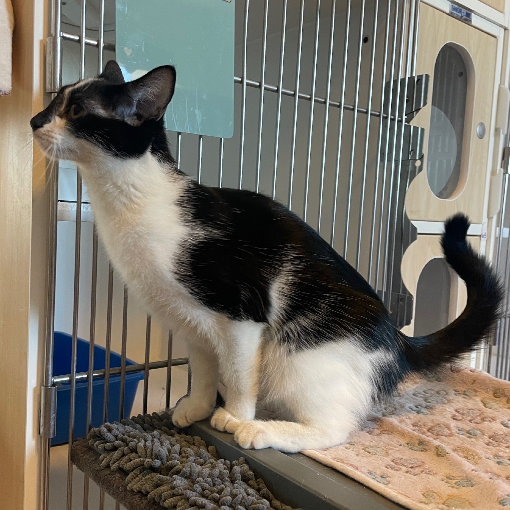 Bubbles, an adoptable Domestic Short Hair in Prescott, AZ, 86304 | Photo Image 5