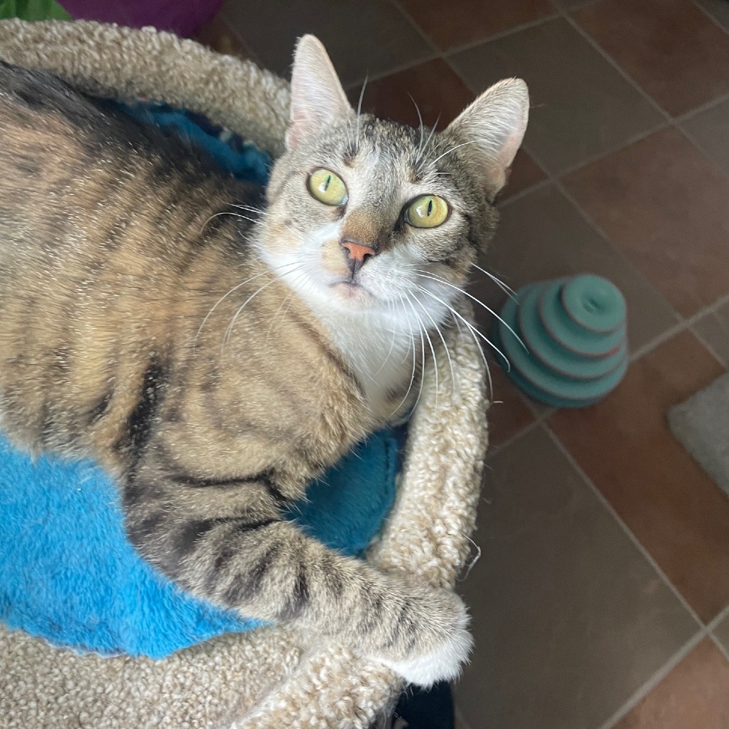 Samantha, an adoptable Domestic Short Hair in Prescott, AZ, 86304 | Photo Image 2