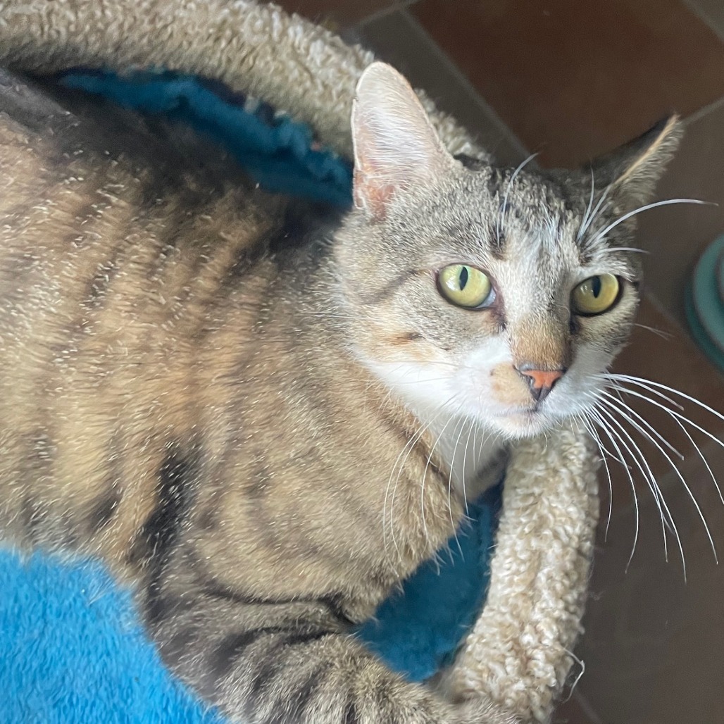 Samantha, an adoptable Domestic Short Hair in Prescott, AZ, 86304 | Photo Image 3