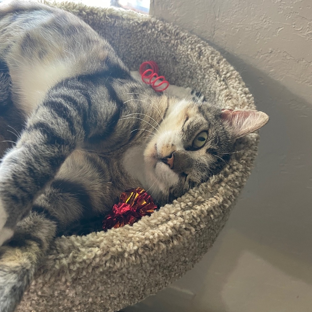 Samantha, an adoptable Domestic Short Hair in Prescott, AZ, 86304 | Photo Image 4