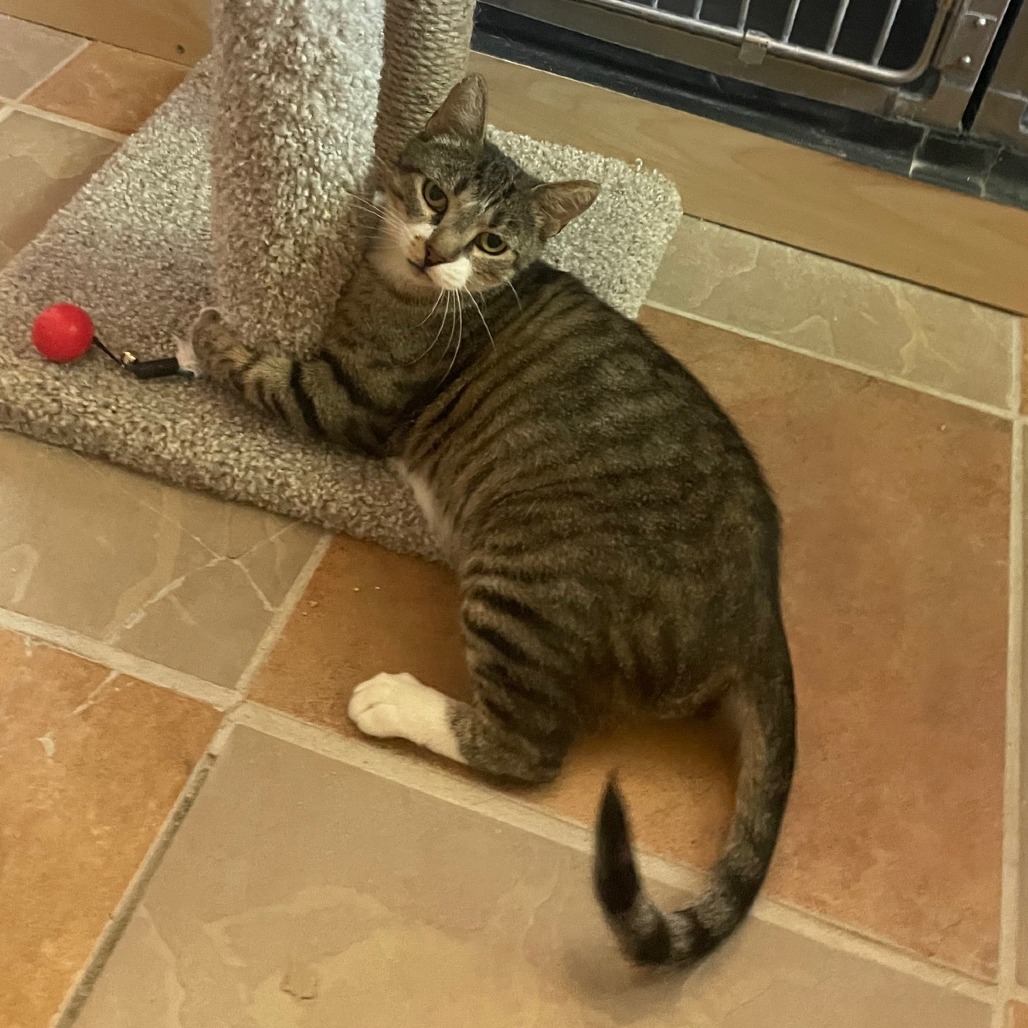 Samantha, an adoptable Domestic Short Hair in Prescott, AZ, 86304 | Photo Image 5