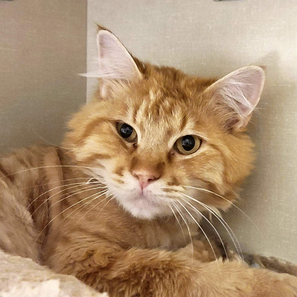 Cisco, an adoptable Domestic Long Hair in Prescott, AZ, 86304 | Photo Image 1