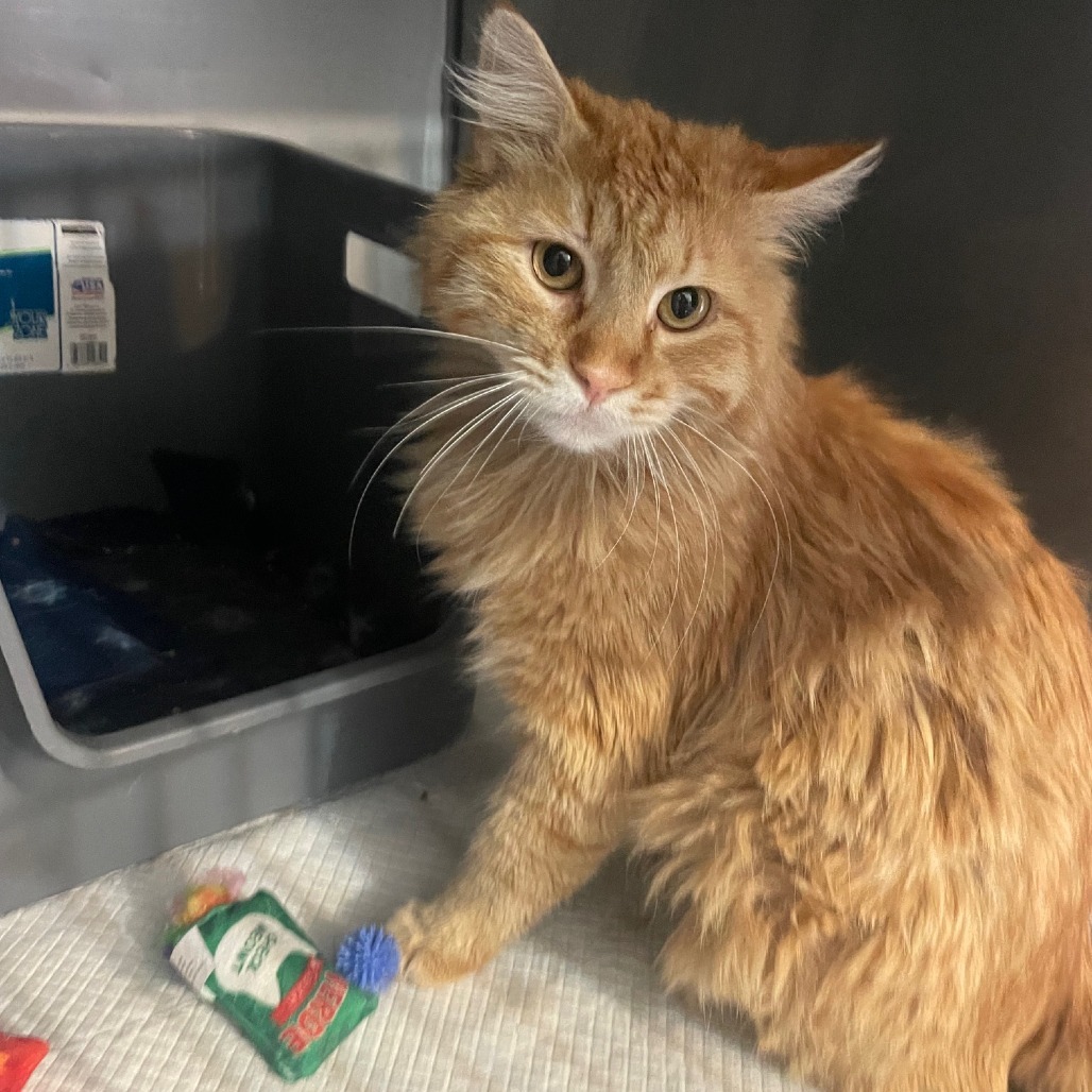 Cisco, an adoptable Domestic Long Hair in Prescott, AZ, 86304 | Photo Image 2