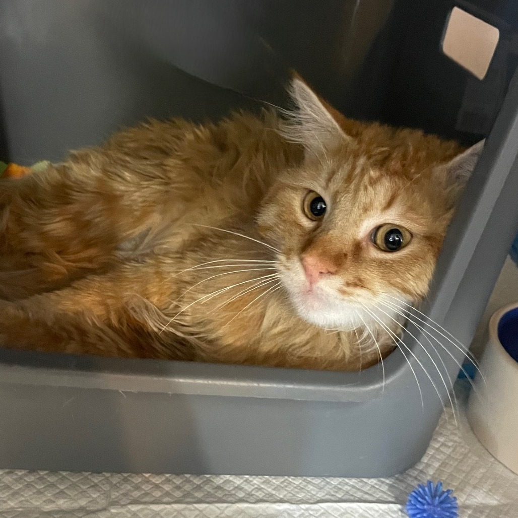 Cisco, an adoptable Domestic Long Hair in Prescott, AZ, 86304 | Photo Image 3