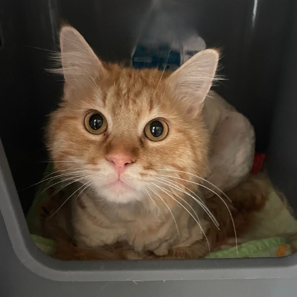 Cisco, an adoptable Domestic Long Hair in Prescott, AZ, 86304 | Photo Image 4