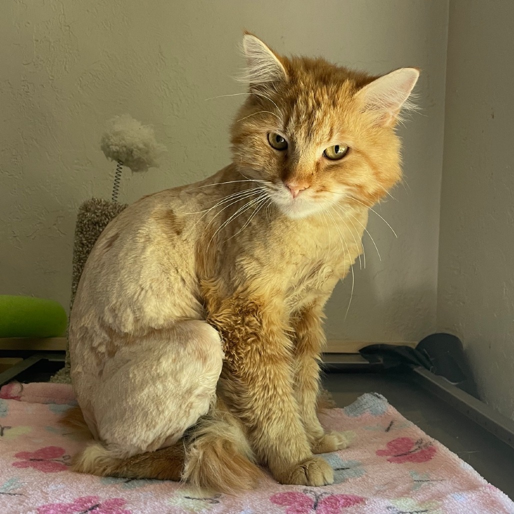 Cisco, an adoptable Domestic Long Hair in Prescott, AZ, 86304 | Photo Image 5