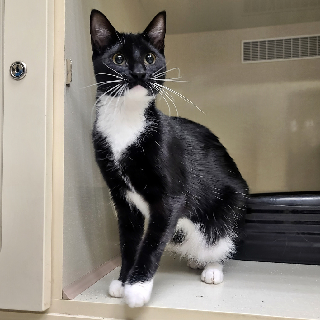 Biscuit, an adoptable Domestic Short Hair in Prescott, AZ, 86304 | Photo Image 1