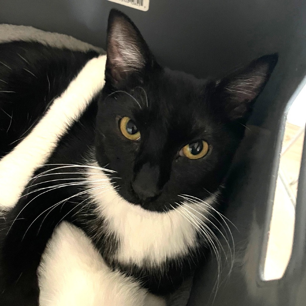 Biscuit, an adoptable Domestic Short Hair in Prescott, AZ, 86304 | Photo Image 2