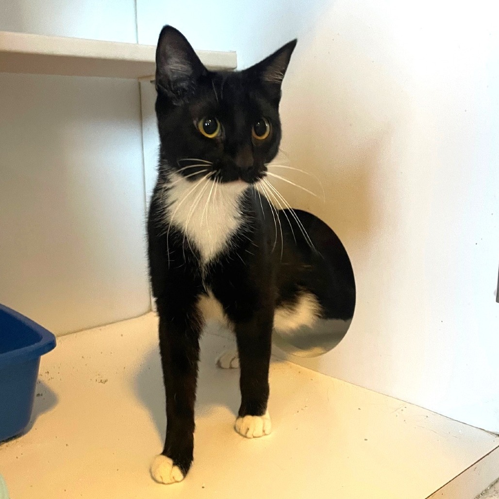 Biscuit, an adoptable Domestic Short Hair in Prescott, AZ, 86304 | Photo Image 4