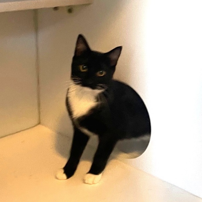 Biscuit, an adoptable Domestic Short Hair in Prescott, AZ, 86304 | Photo Image 5